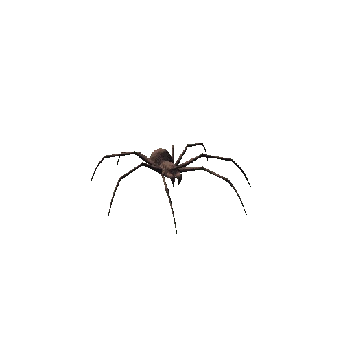 spider skn_03